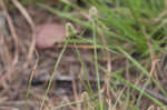 Fragrant spikesedge